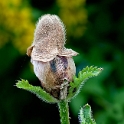 24 Blume-D34_8153_Bildgröße ändern